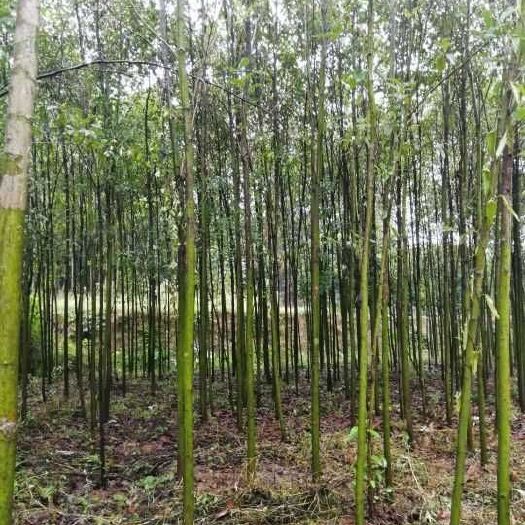 益阳全冠香樟