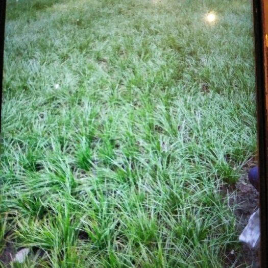 都江堰市红花葱兰
