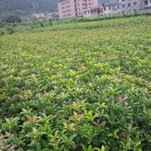 咸宁桂花树苗