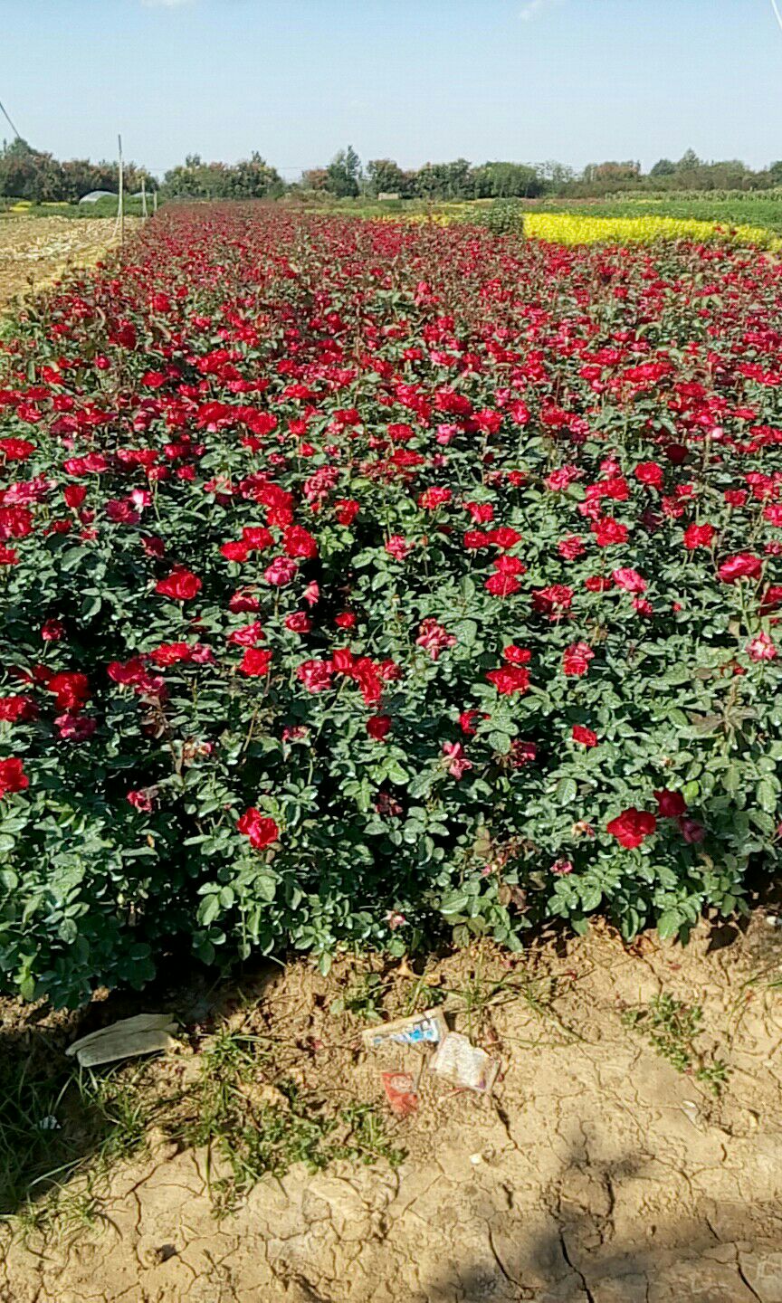  紅帽月季地栽苗圃種植大田裸根苗