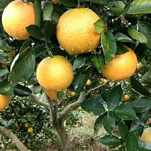 麻阳县冰糖柑 5 - 5.5cm 1 - 1.5两