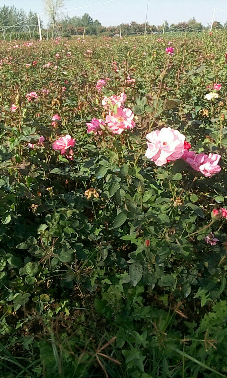  紅帽月季地栽苗圃種植大田裸根苗