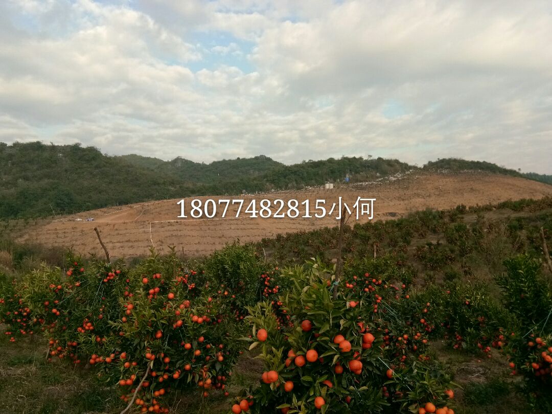 东方红桔 5.5 - 6cm 2 - 3两
