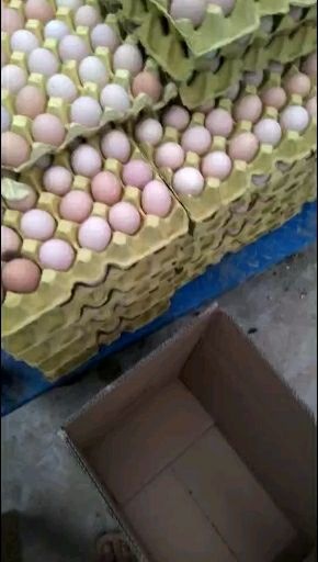 获嘉县土鸡蛋  一手货源，养殖场直供粉八