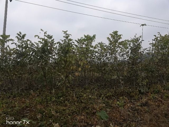 东平县薄皮核桃苗