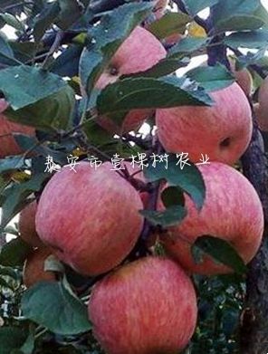 红富士苹果苗 1~1.5米 