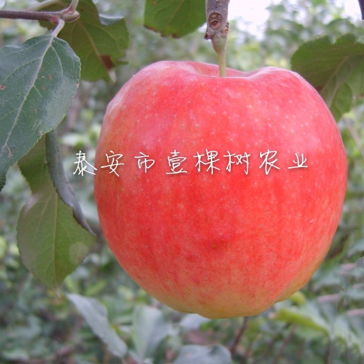 泰安华硕苹果苗 1~1.5米 