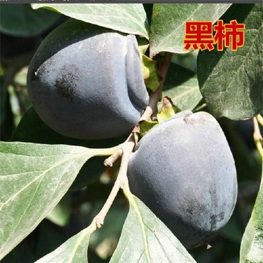 平邑县黑柿苗 