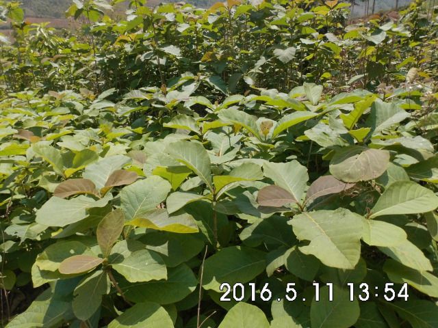 龙陵县缅甸柚木金丝柚木柚木树苗树种花卉观赏绿化经济造林乔木种植树苗