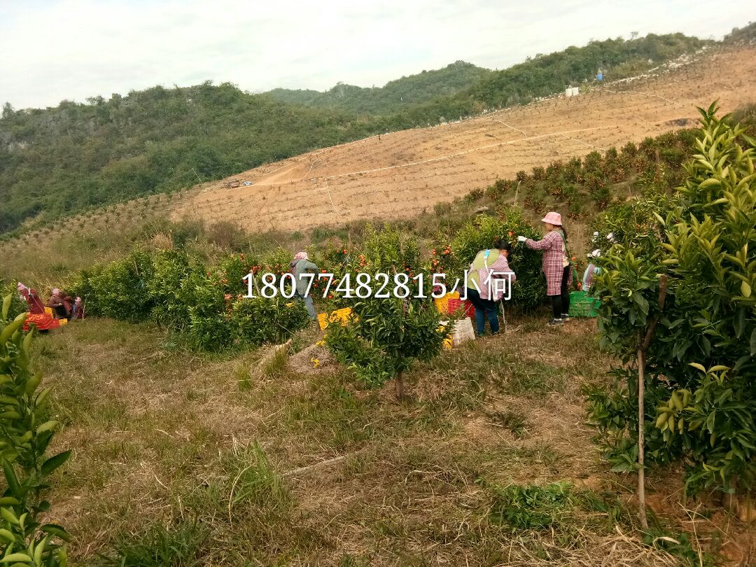 东方红桔 5.5 - 6cm 2 - 3两