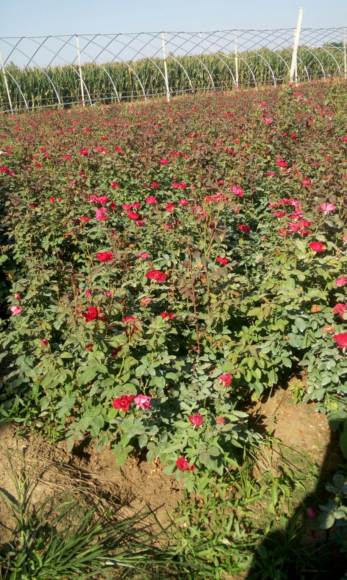  紅帽月季地栽苗圃種植大田裸根苗