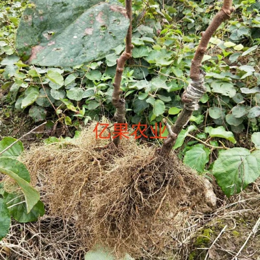 鄱阳县红心猕猴桃苗 嫁接苗 