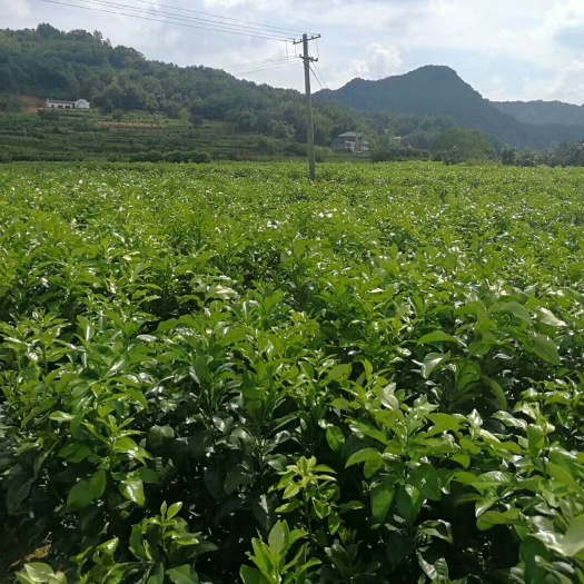 马家柚苗