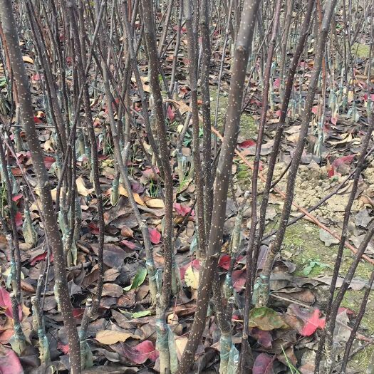 泰安黄金梨树苗 1~1.5米