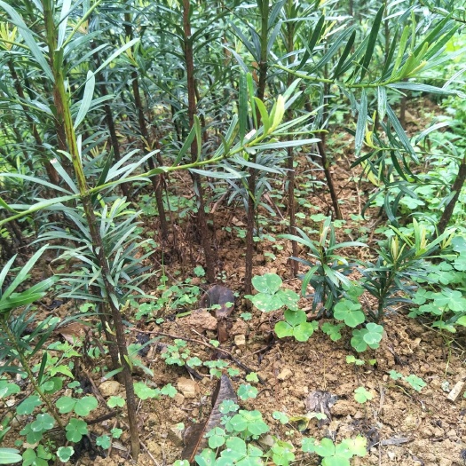 阳朔县罗汉松