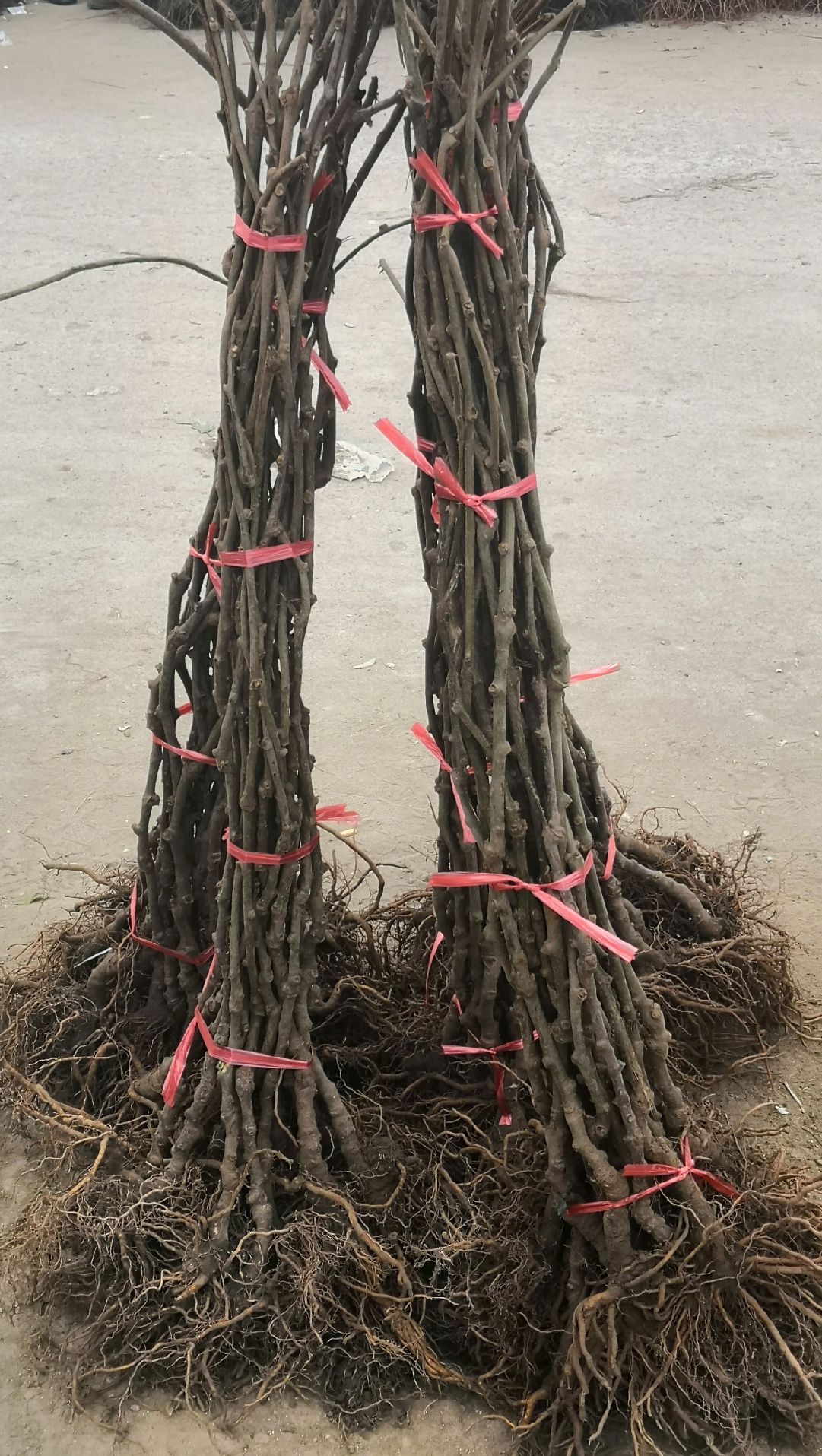 软枣猕猴桃苗 嫁接苗