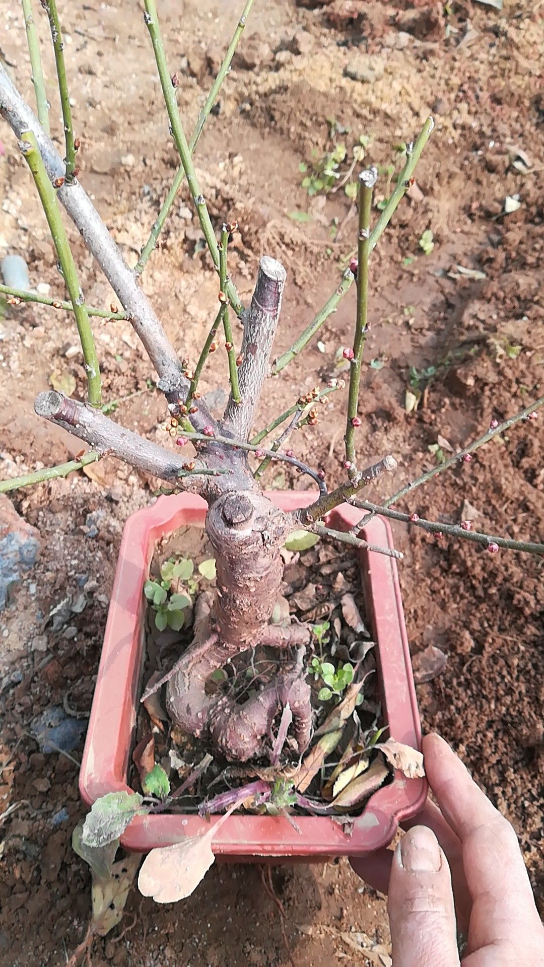 红梅