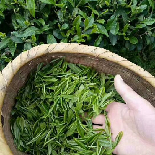 遂川县高山绿茶 袋装 一级