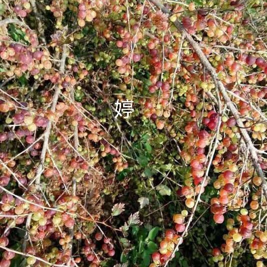 白山灯笼果苗 0.5米以下