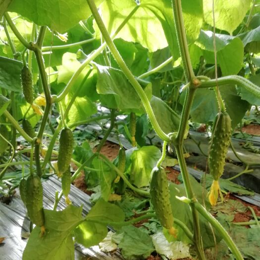 绥中县绥中旱黄瓜 18~22cm 鲜花带刺
