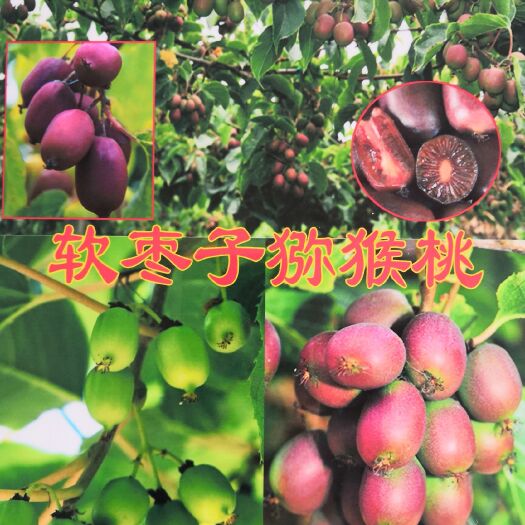 平邑县软枣猕猴桃苗 嫁接苗