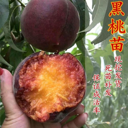 平邑县黑桃苗 1~1.5米 