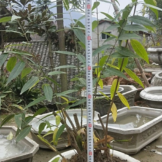 镇巴县素心腊梅 1~1.5米 