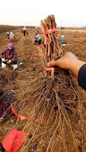 昌黎县早夏无核葡萄苗  基地直销 保纯度 假一赔十签合同可实地考察