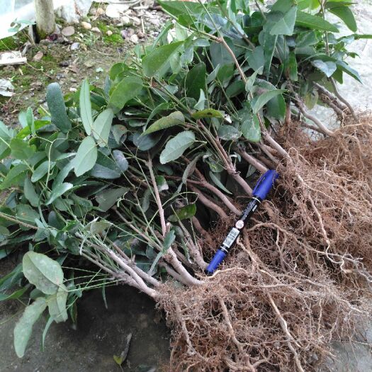 天紫二号八月瓜 150g以上 种植 