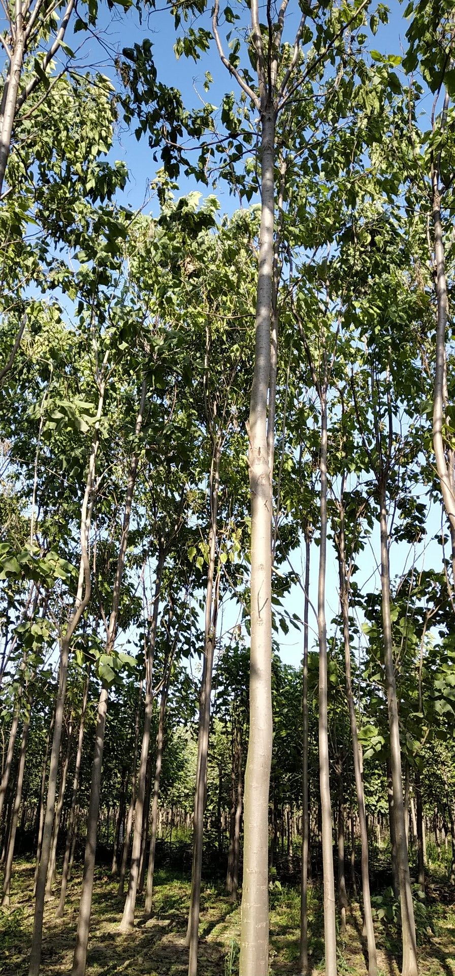 河南楸