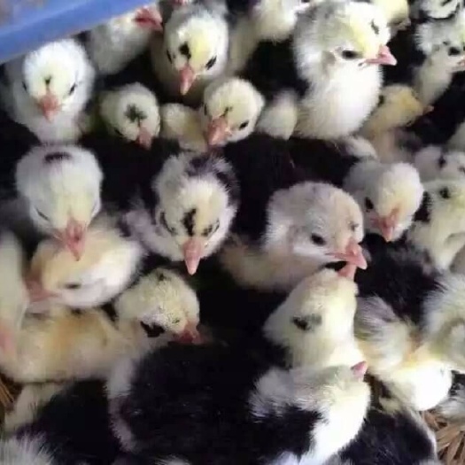 沭阳县贵妃鸡苗 