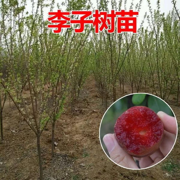 恐龙蛋李子苗  正宗嫁接苗
包结果
南北方可种植
包邮
死亡苗免费补发