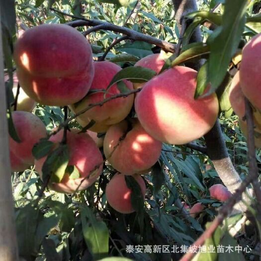 泰安映霜红桃苗 1~1.5米 
