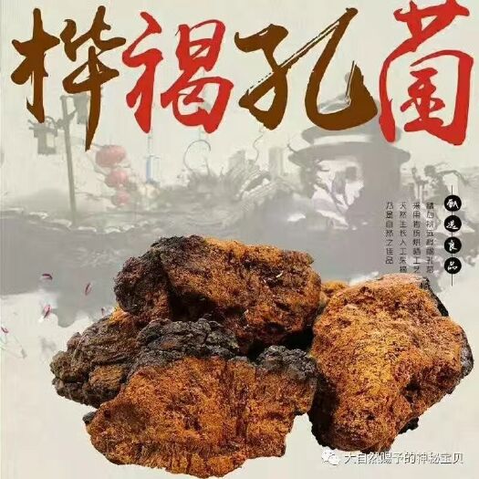 白山白桦茸 整块 散装 
