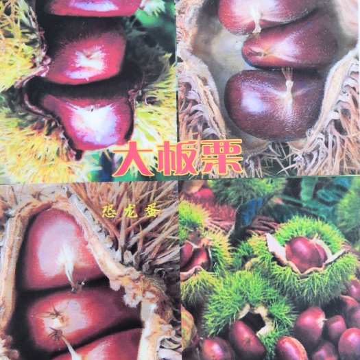 平邑县大红袍板栗苗 嫁接苗 1.5~2米