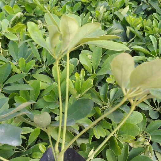 鸭脚木