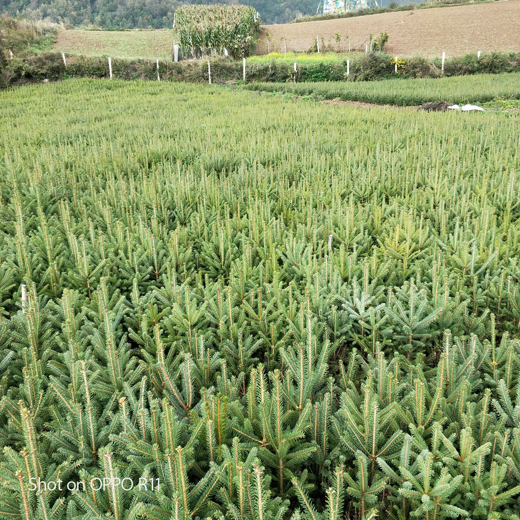 云杉种子 云杉树苗