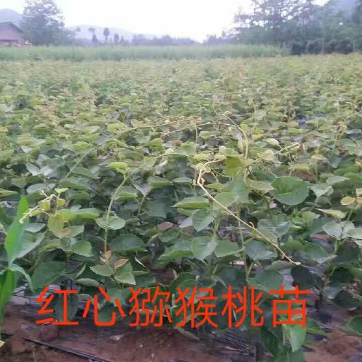 成都红阳猕猴桃苗 嫁接苗