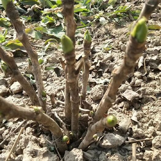菏泽观赏牡丹 0.5米以下 2cm以下 4cm以下