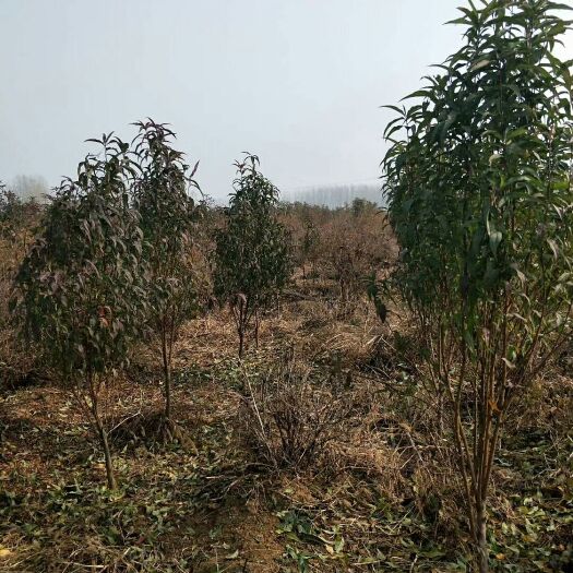 泰安龙柱碧桃