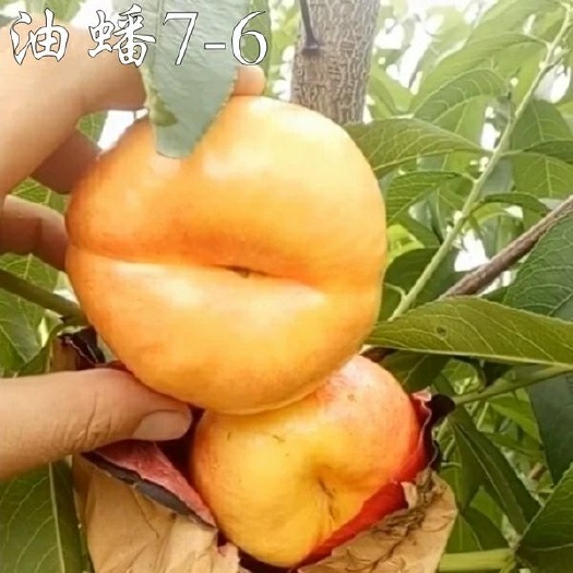 平邑县黄金蟠桃树苗 1.5~2.0米 