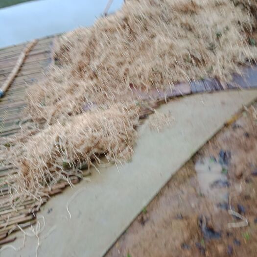 遵义白茎鱼腥草