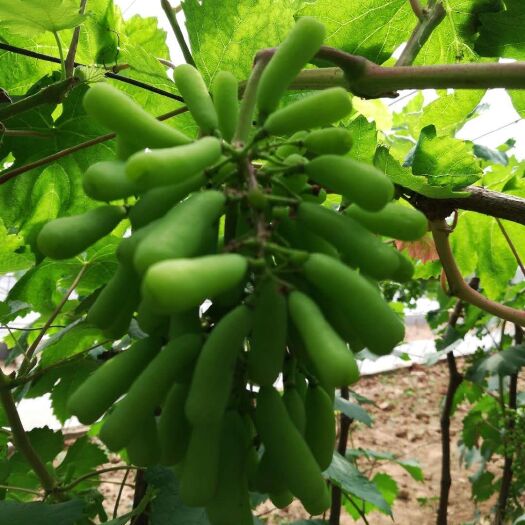 泰安蓝宝石葡萄苗 甜蜜蓝宝石无核肉紧可切片