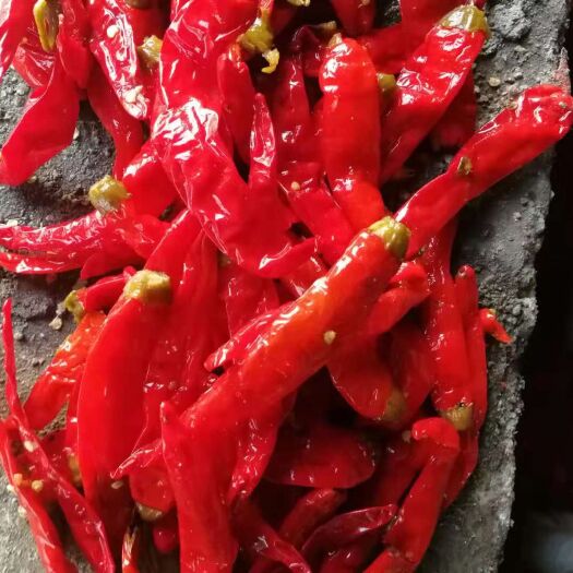天津鲜泡椒 中辣 红色 混装通货 泡椒 中辣 红色 混装通货
