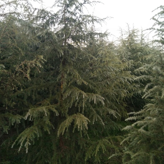 周至县雪松
