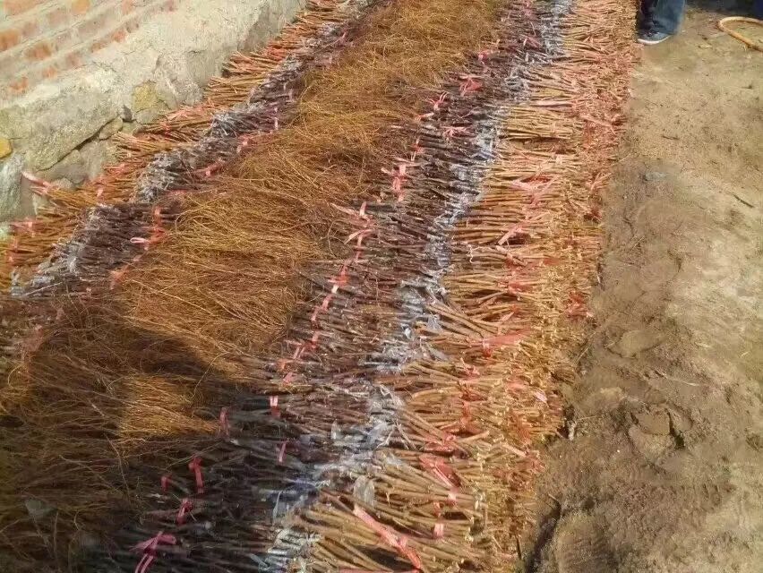 辽宁葡萄苗，蓝宝石葡萄苗，辽宁蓝宝石葡萄苗