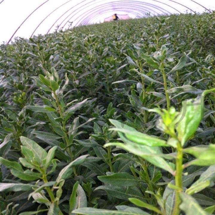 宁杞7号枸杞苖  3年7号枸杞苗，包当年挂果，包邮