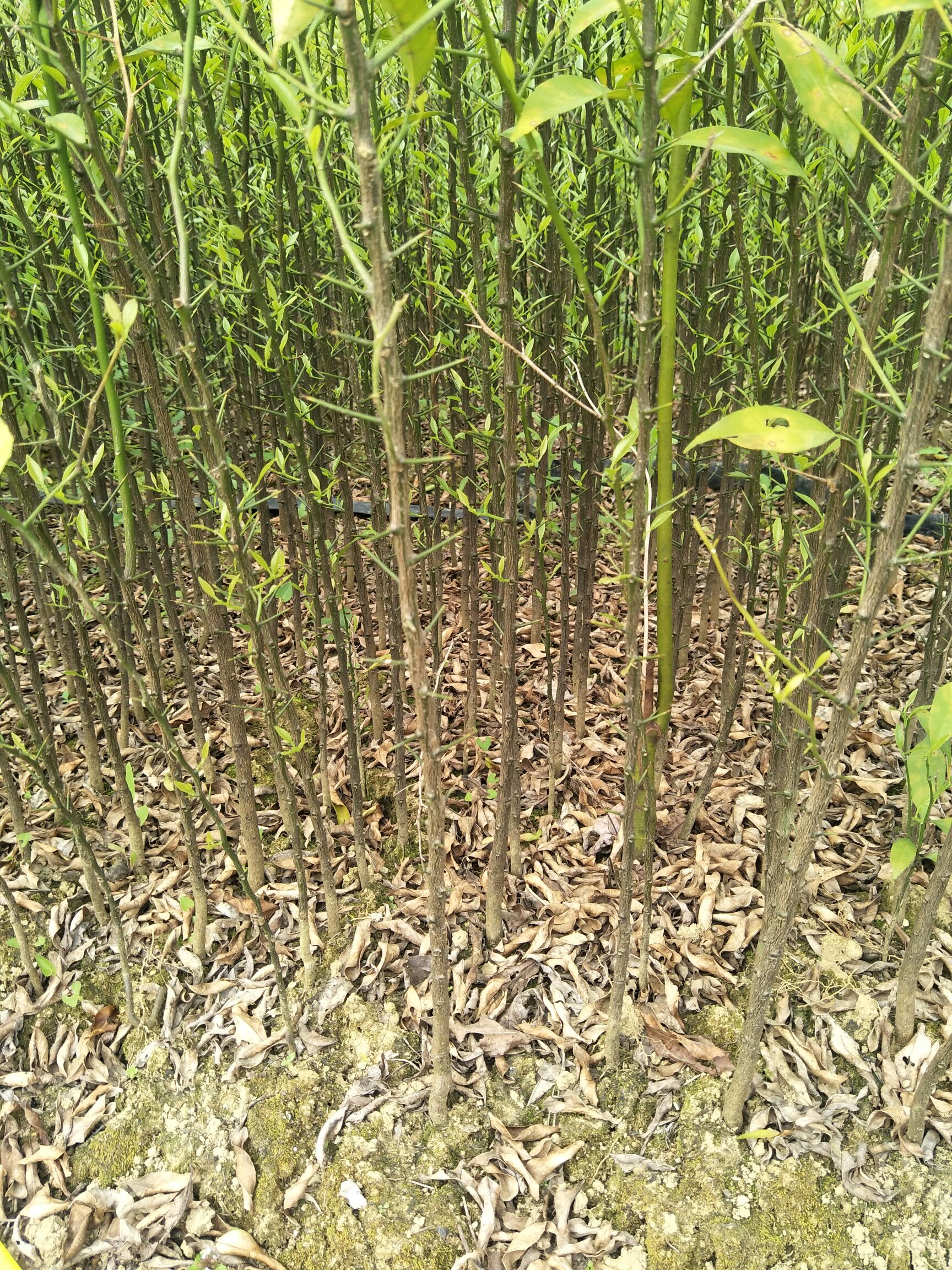 阳朔县酸柑苗 移栽苗 0.5~1米