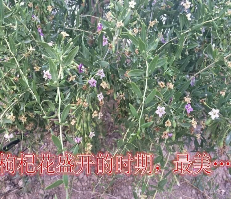宁杞7号枸杞苖  3年7号枸杞苗，包当年挂果，包邮