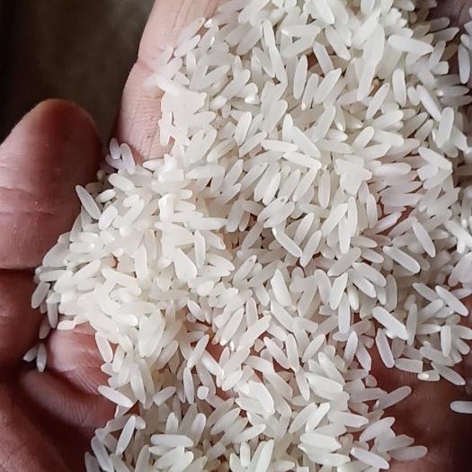 荆门黄花粘稻谷 中稻/一季稻